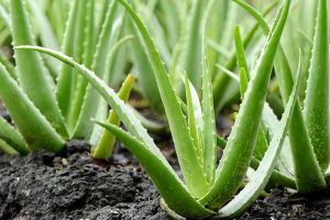 Aloes jako remedium na płytkę nazębną
